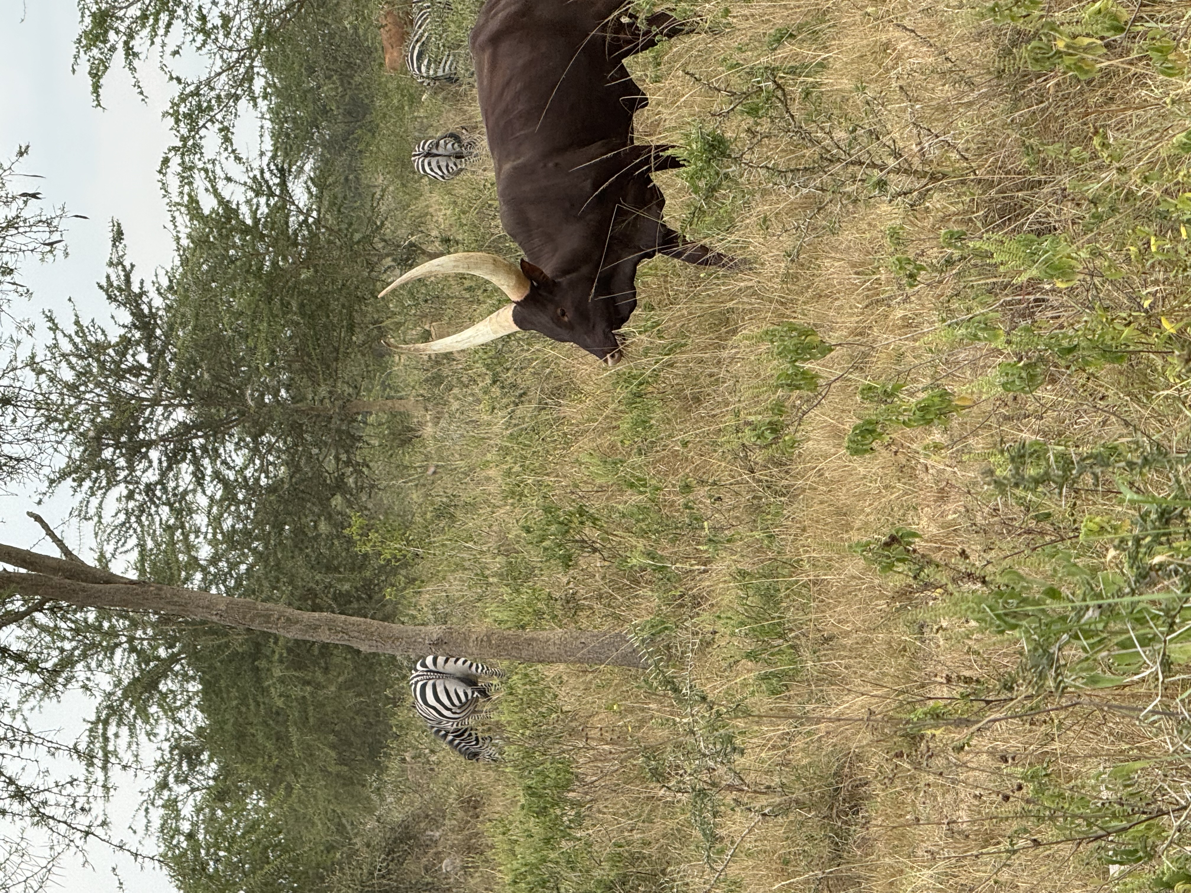WildMed Safaris
